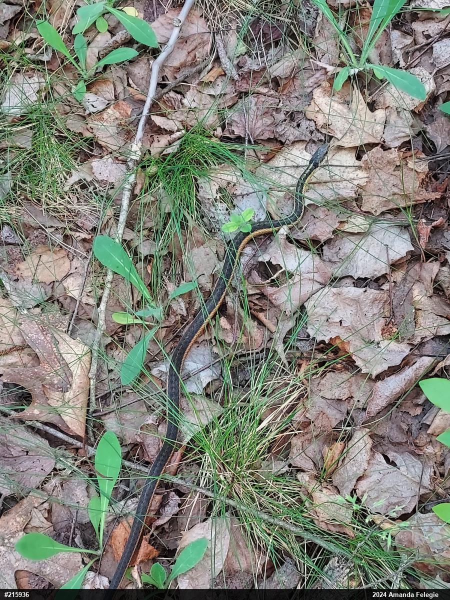 Eastern Gartersnake