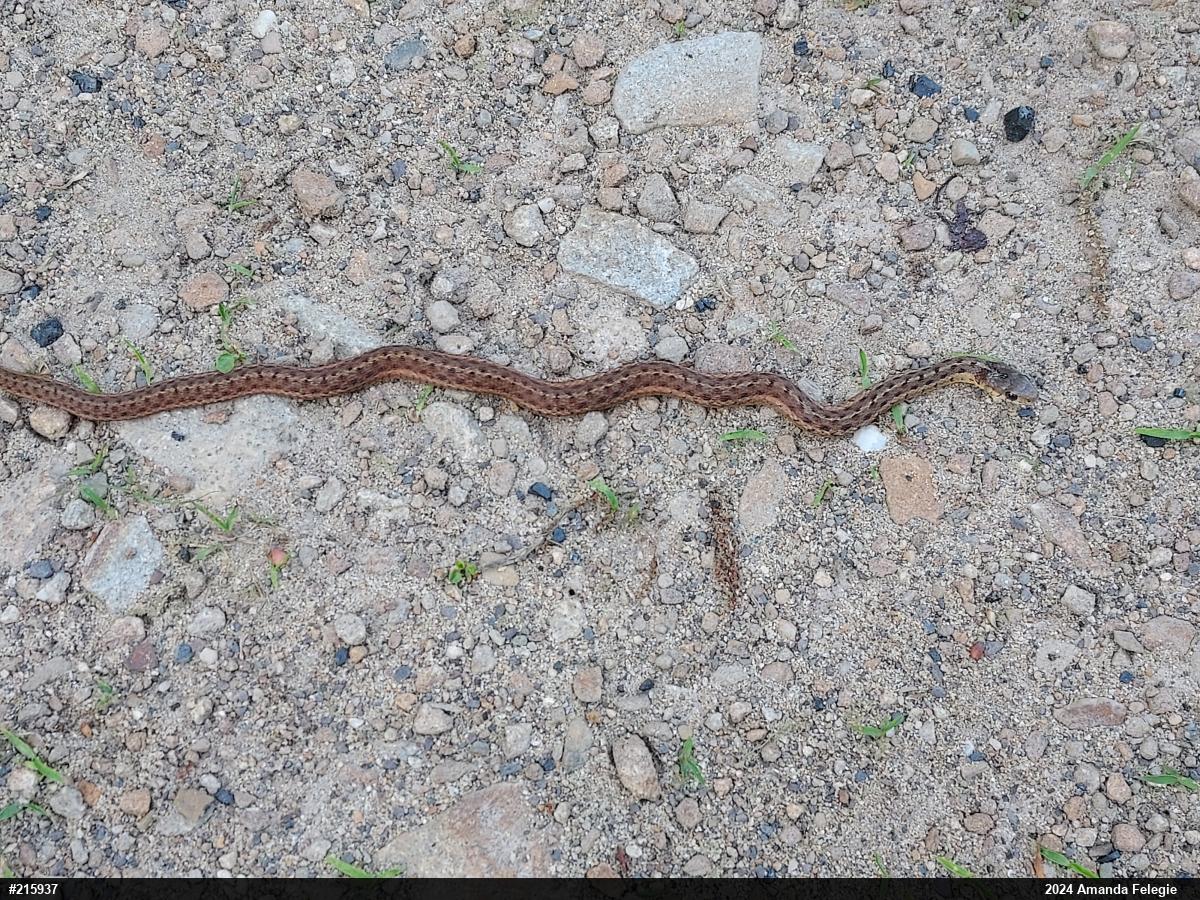 Eastern Gartersnake