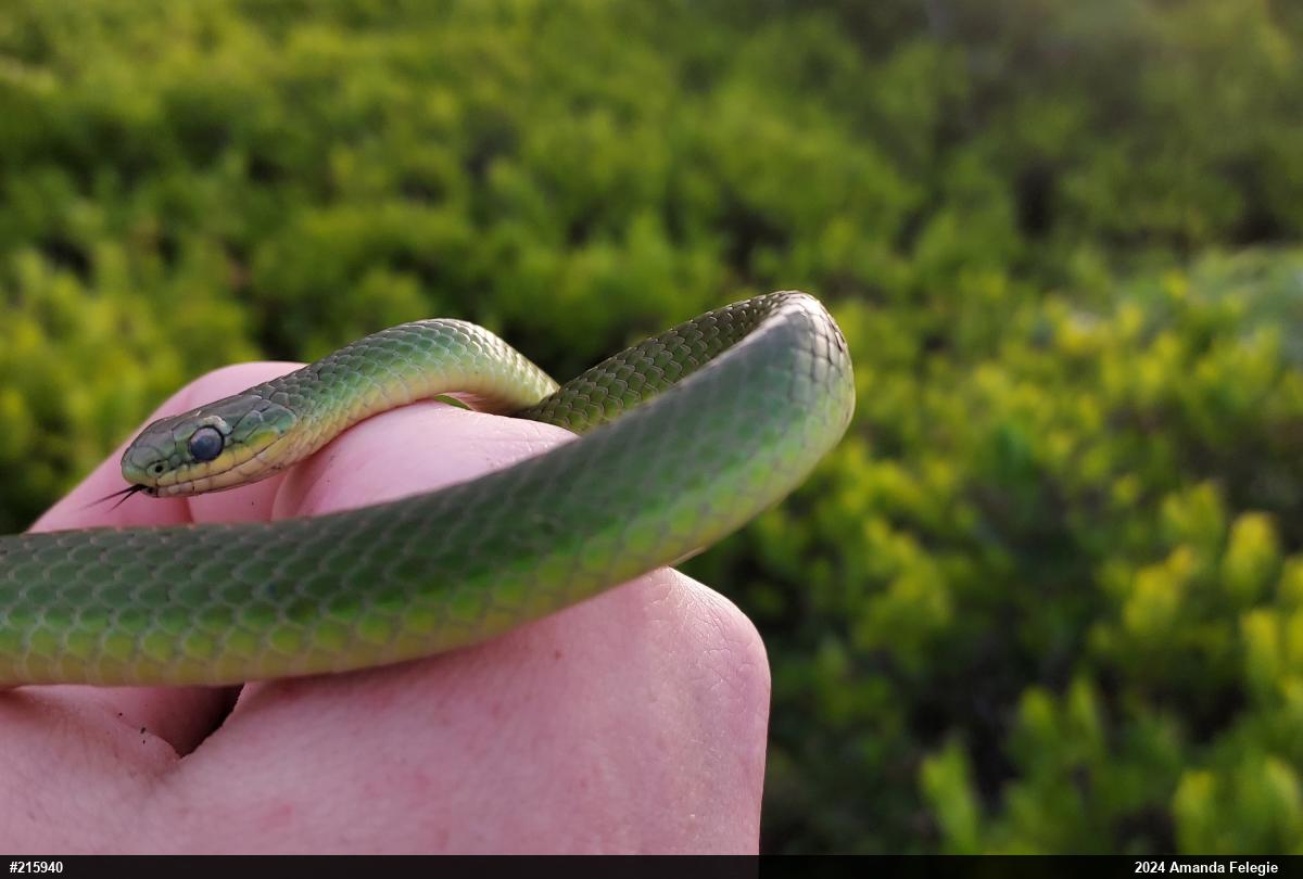 Smooth Greensnake