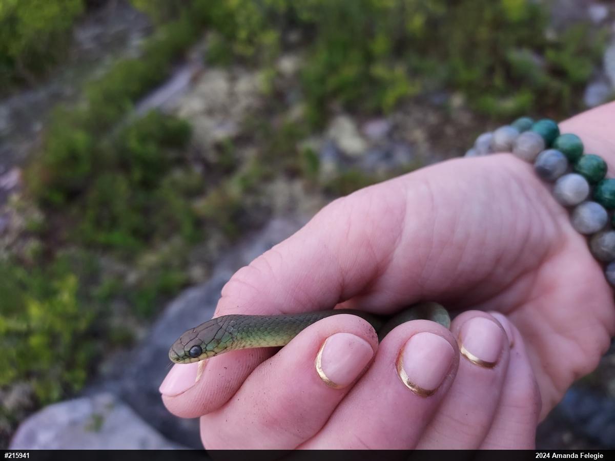 Smooth Greensnake