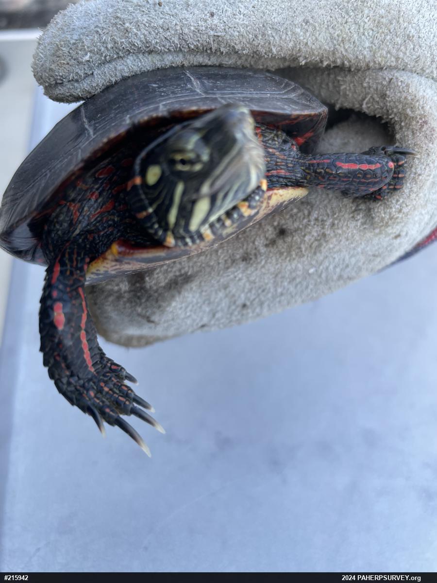 Painted Turtle