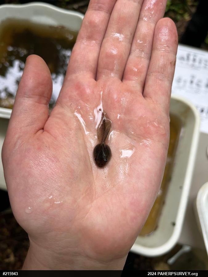 Wood Frog