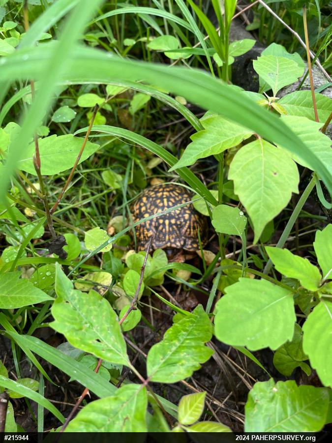 Eastern Box Turtle