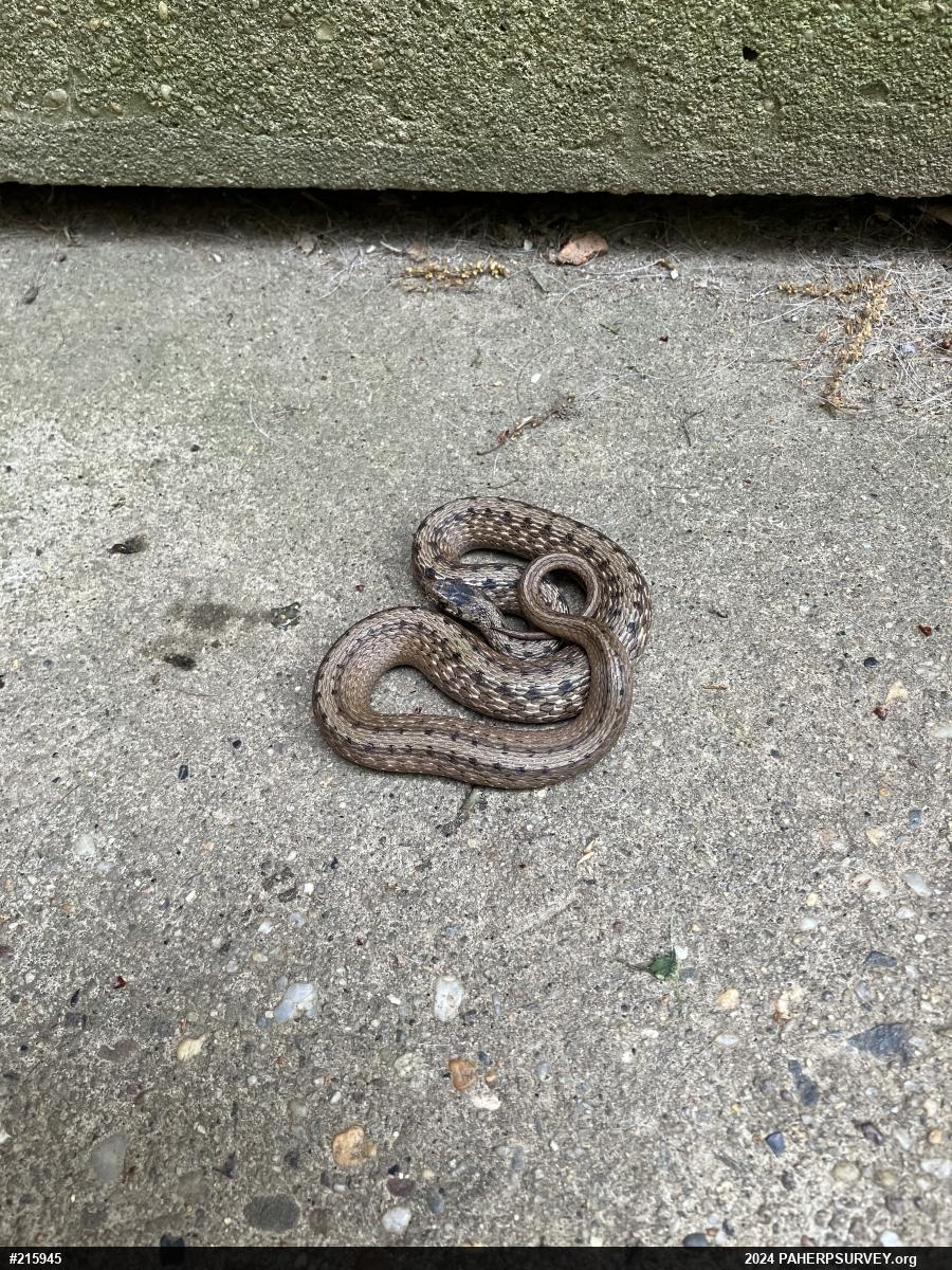 Dekay's Brownsnake