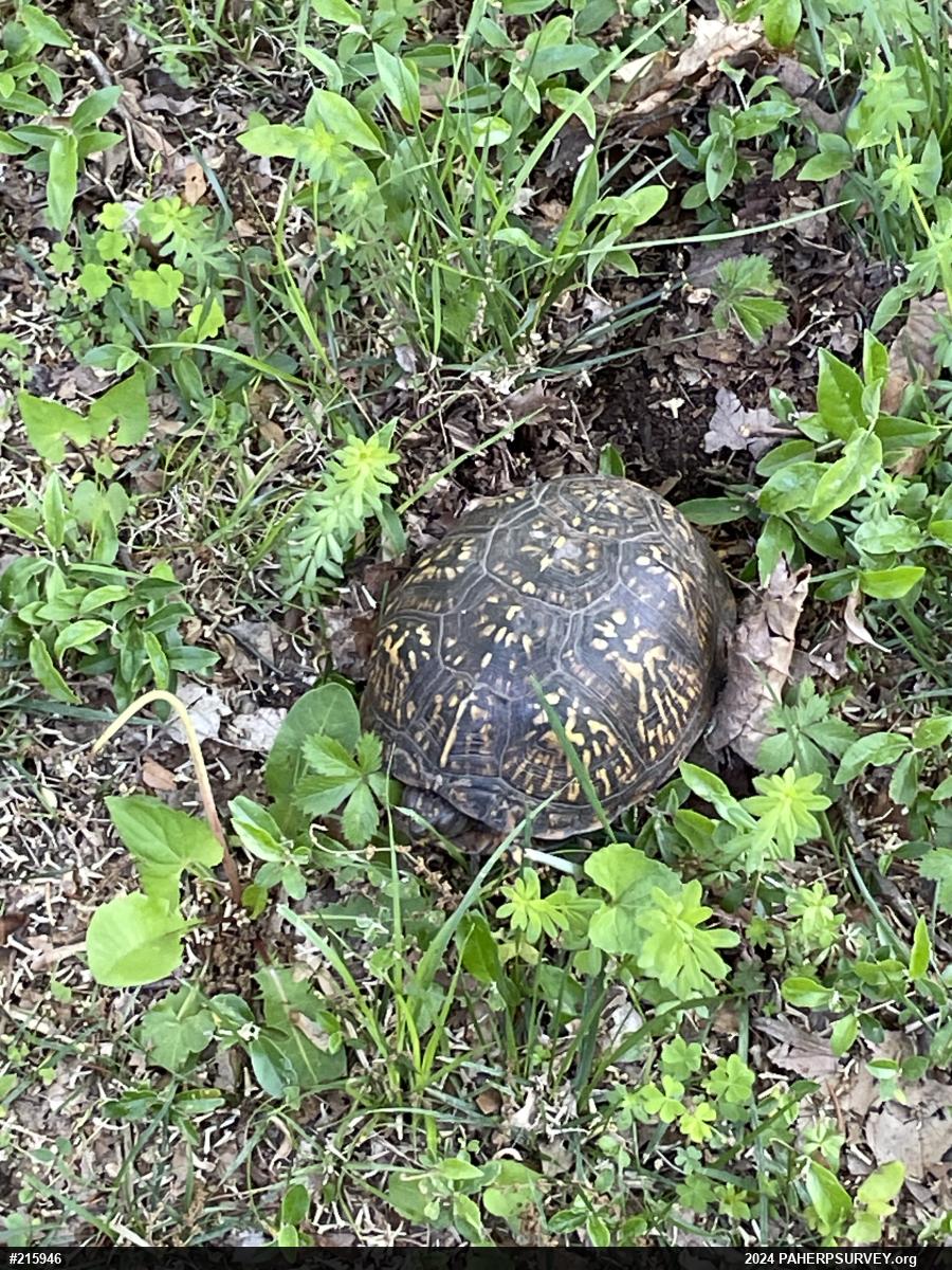 Eastern Box Turtle
