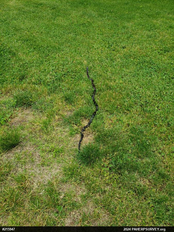 Eastern Ratsnake