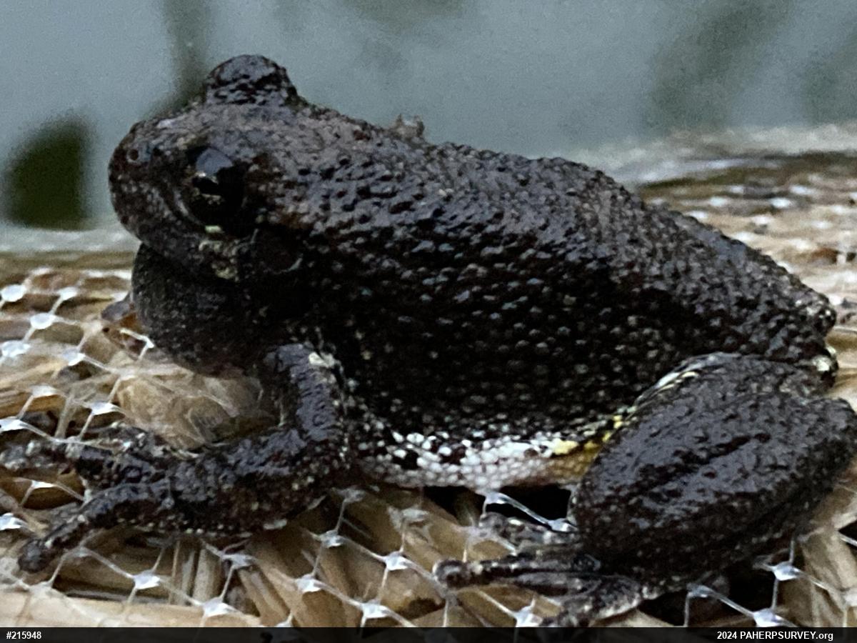 Unknown Gray Treefrog