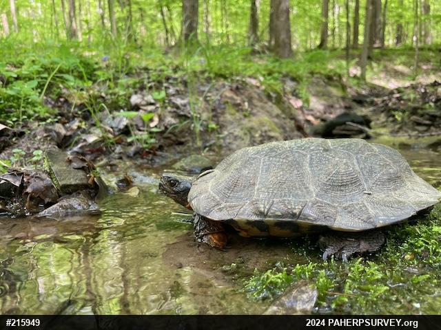 Wood Turtle