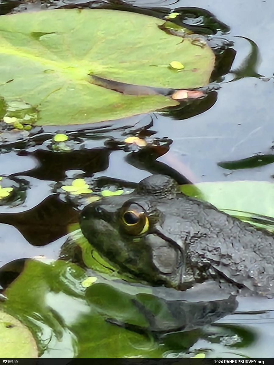 American Bullfrog