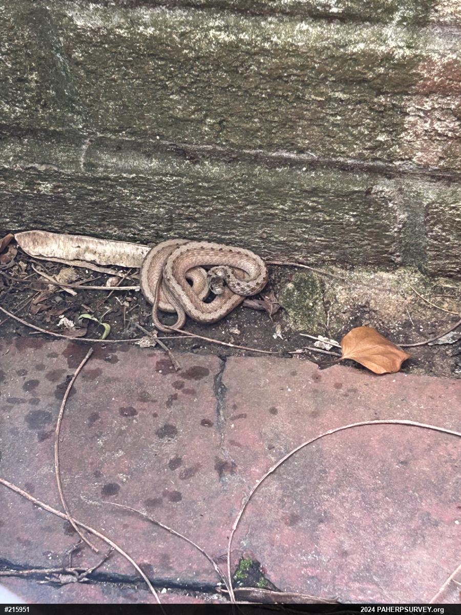 Dekay's Brownsnake