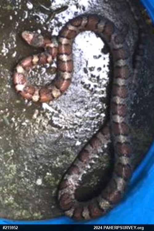 Eastern Milksnake