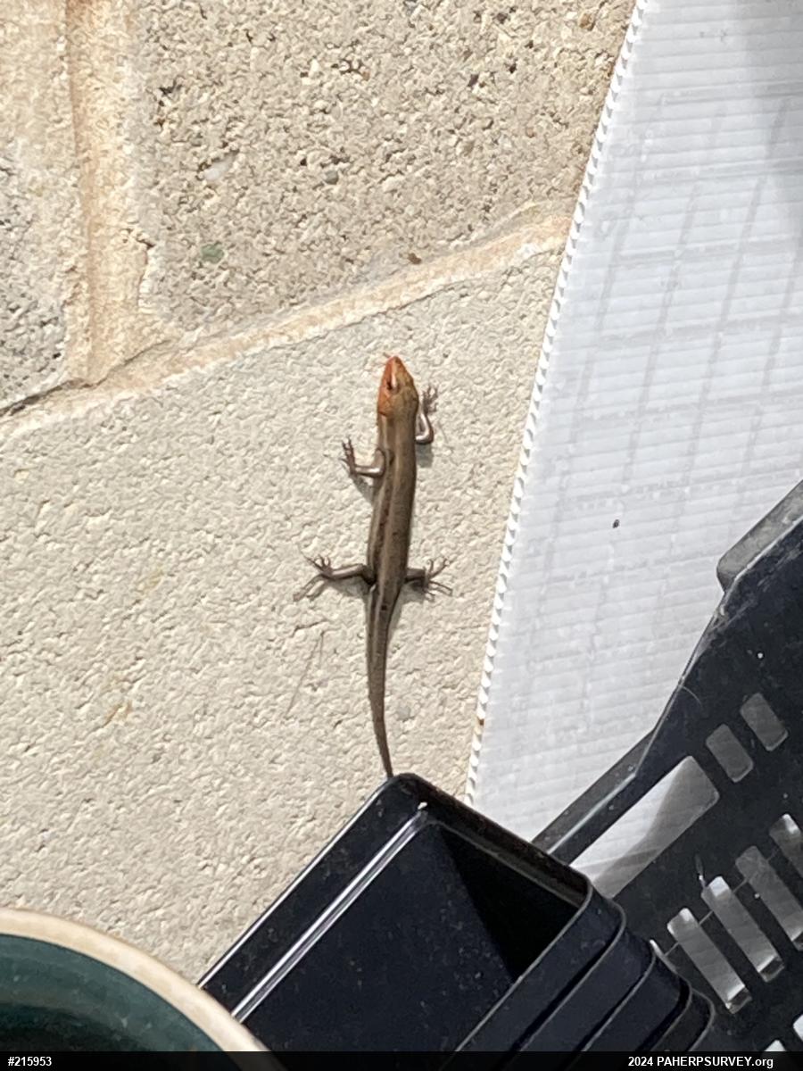 Common Five-lined Skink