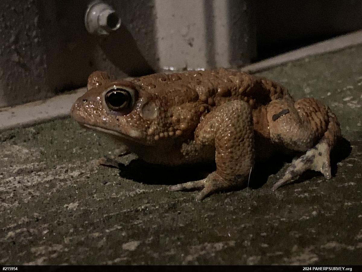 Eastern American Toad