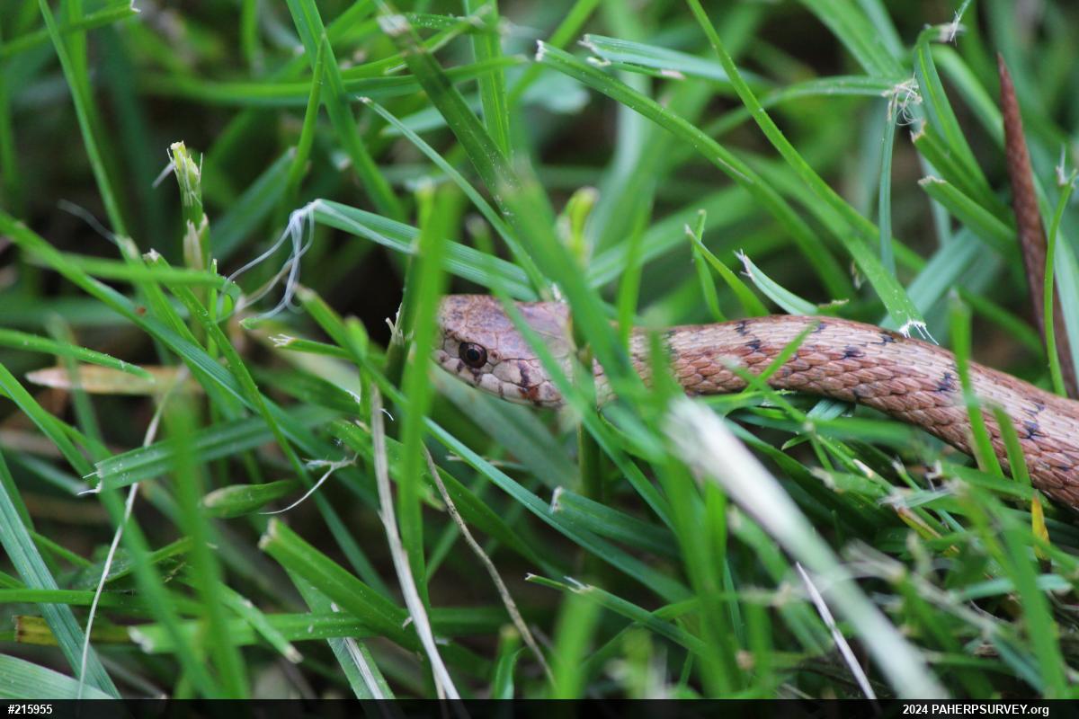 Dekay's Brownsnake