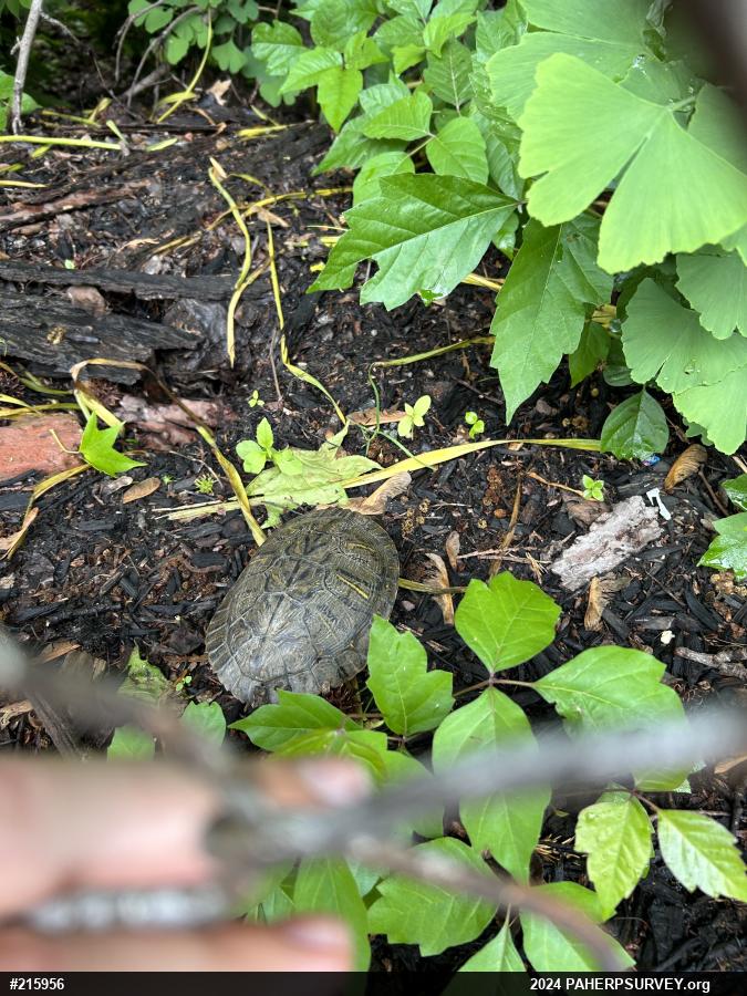 Pond Slider