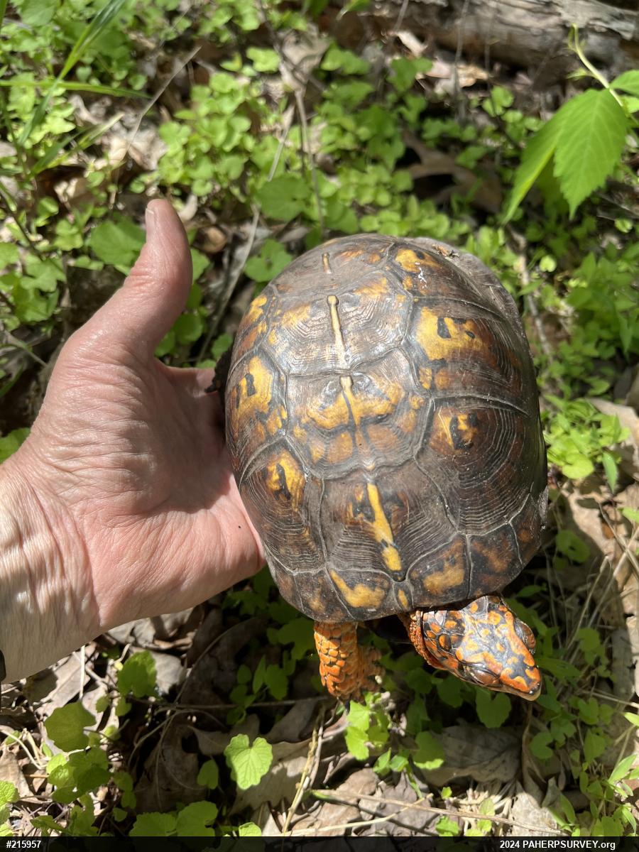Eastern Box Turtle
