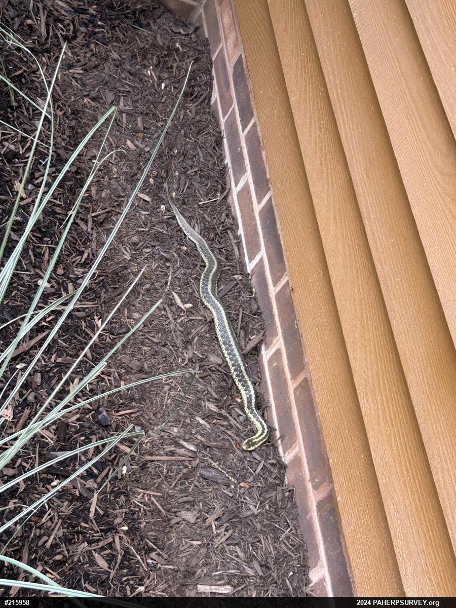 Eastern Gartersnake
