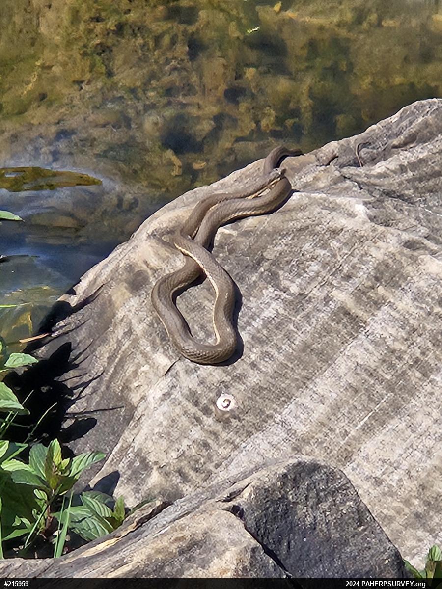 Queensnake