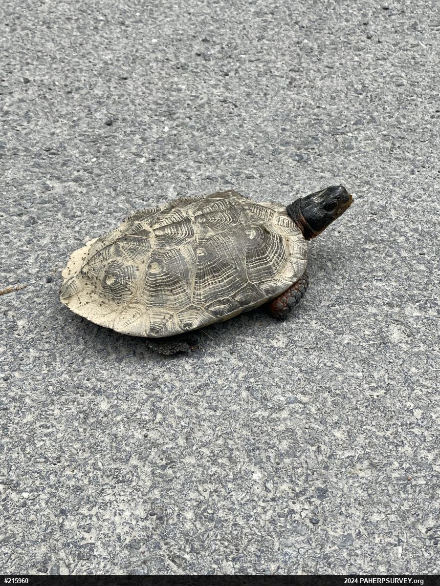 Wood Turtle