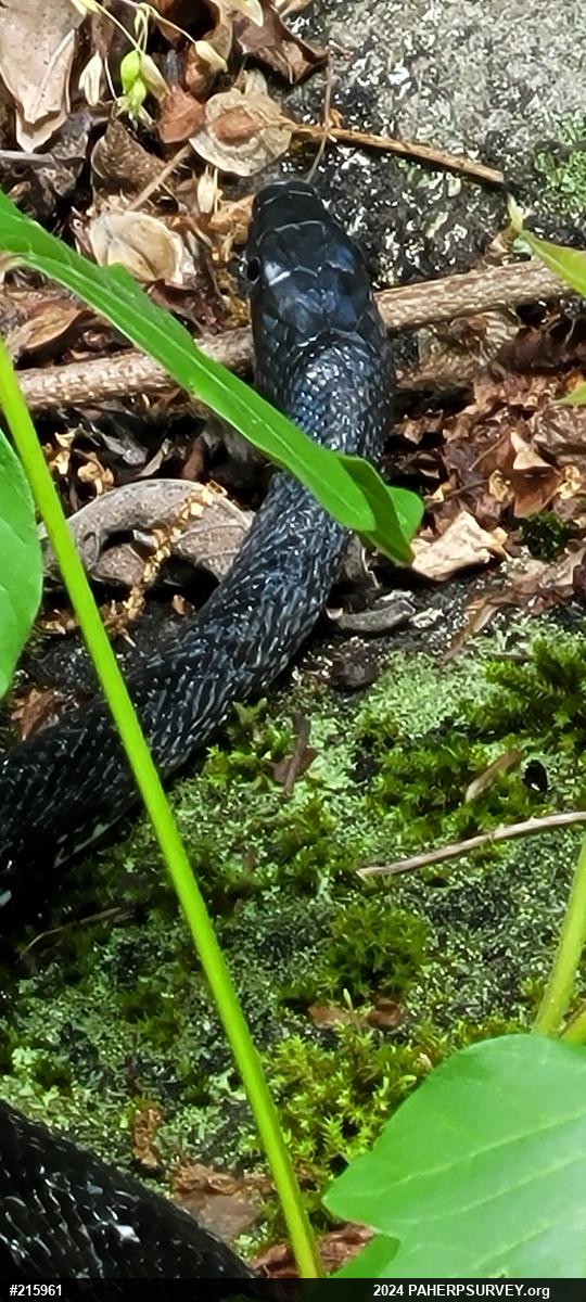Eastern Ratsnake