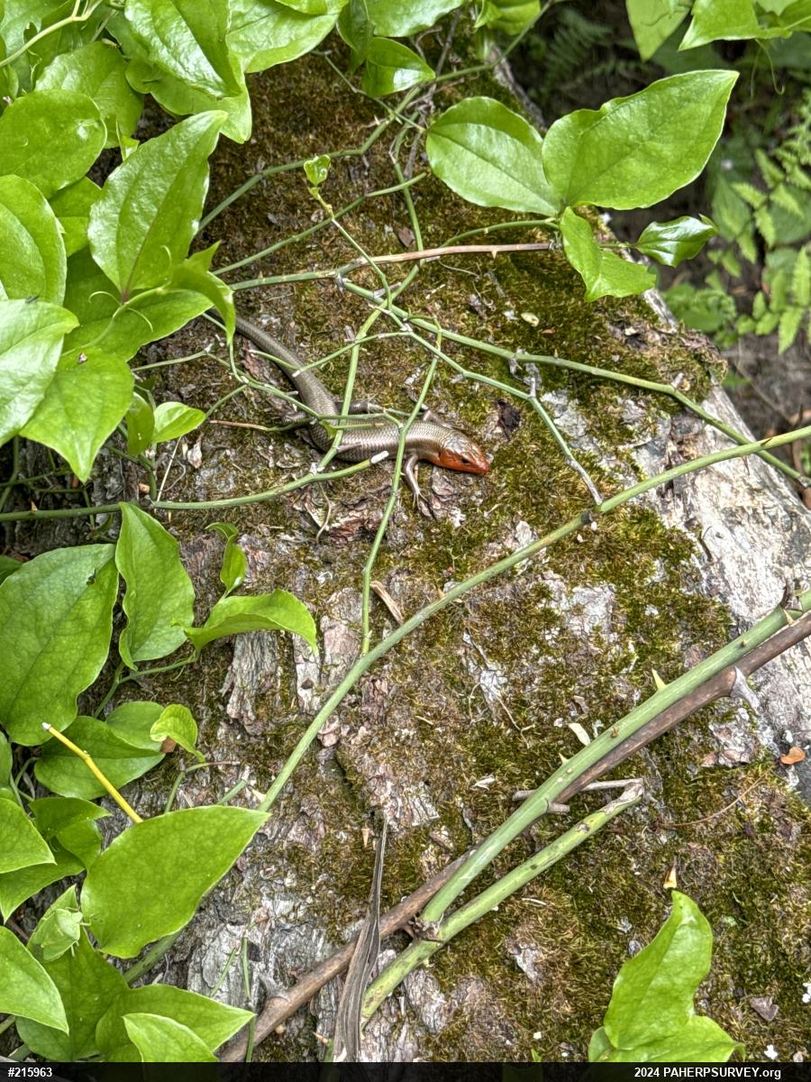 Common Five-lined Skink