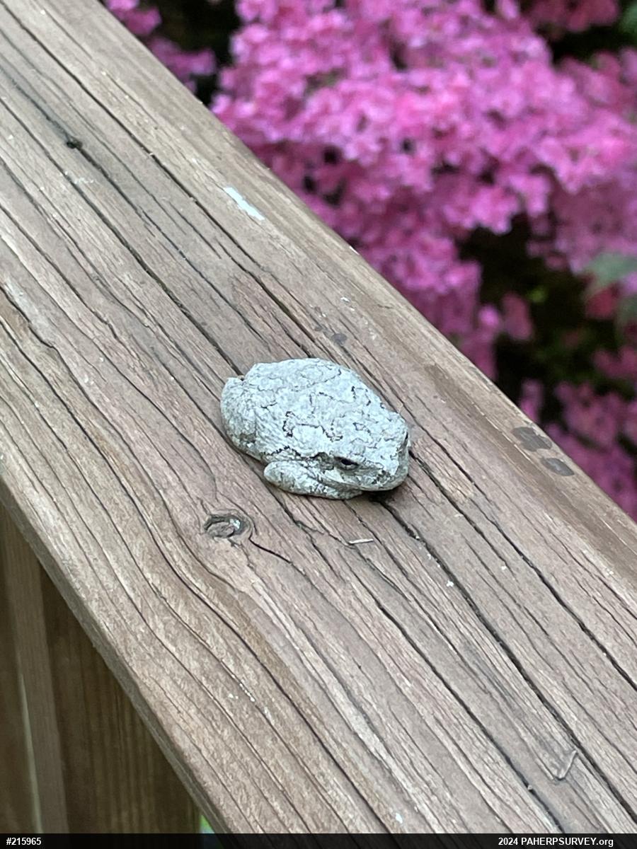 Unknown Gray Treefrog