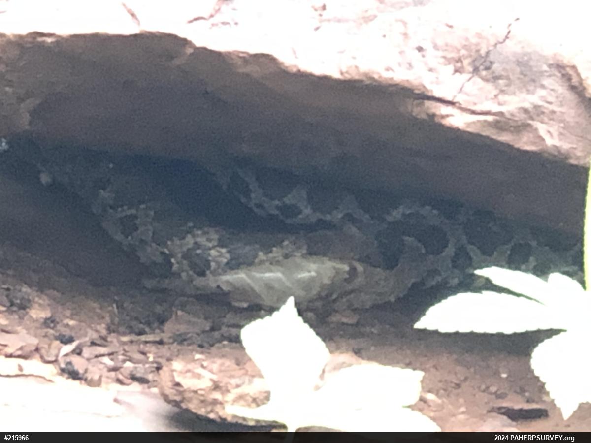 Eastern Milksnake