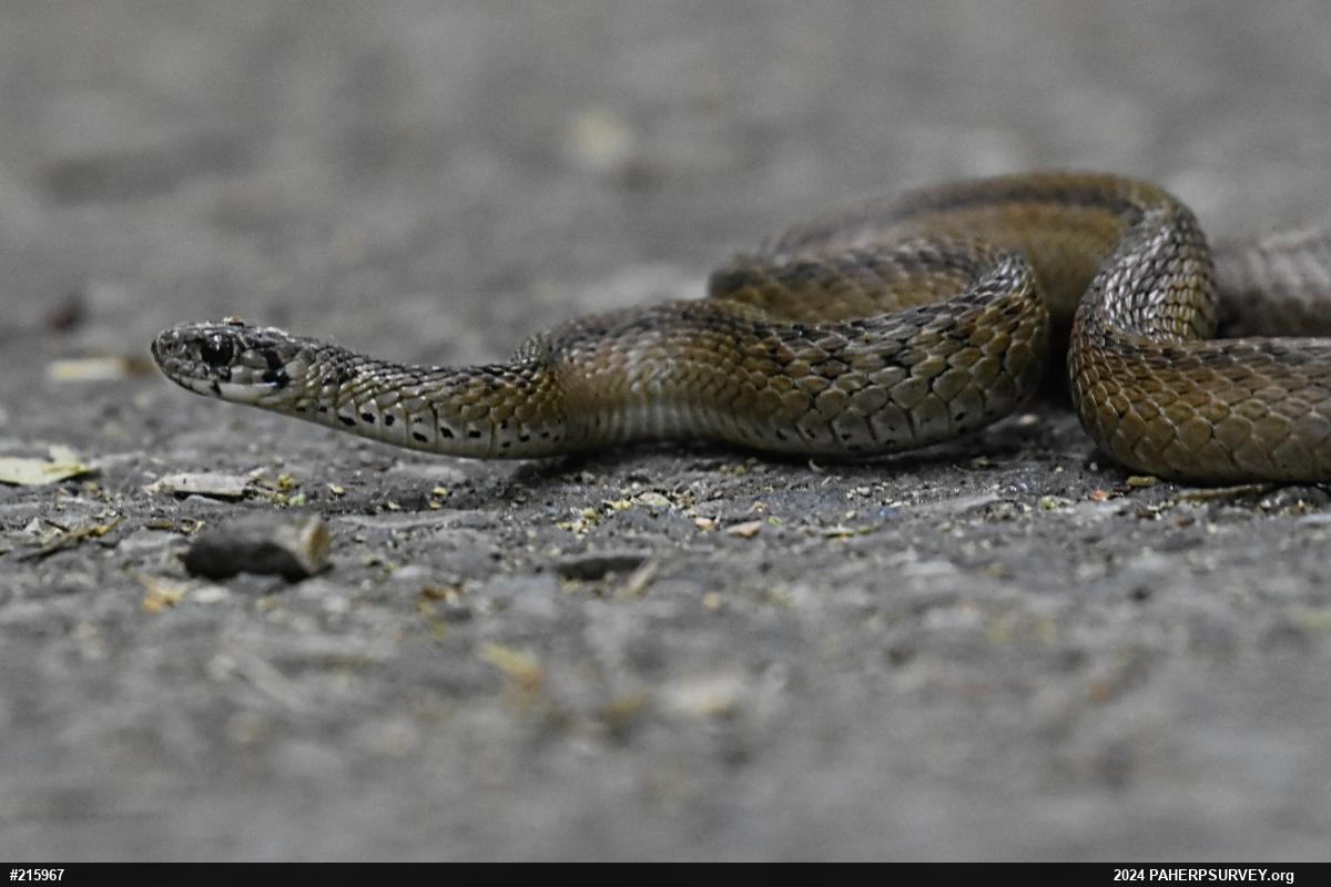 Dekay's Brownsnake