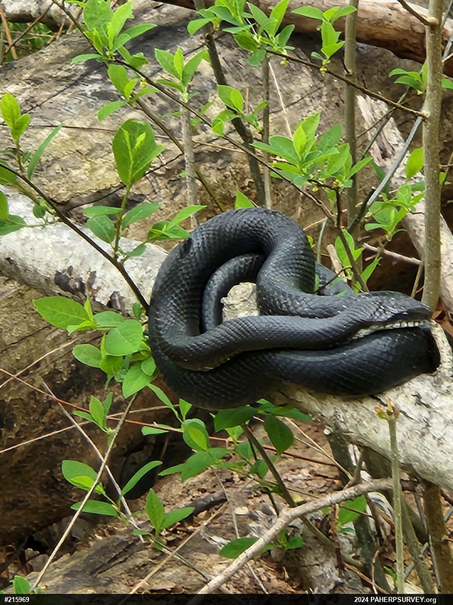 Eastern Ratsnake