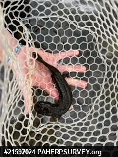 Eastern Hellbender