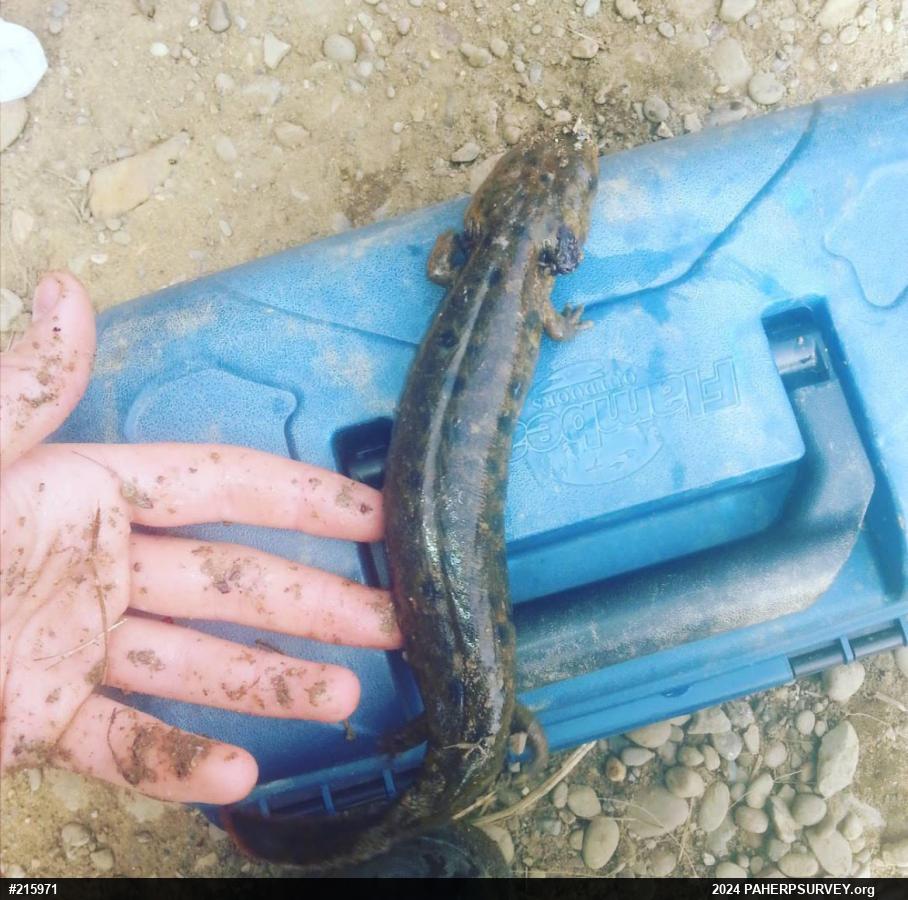 Common Mudpuppy