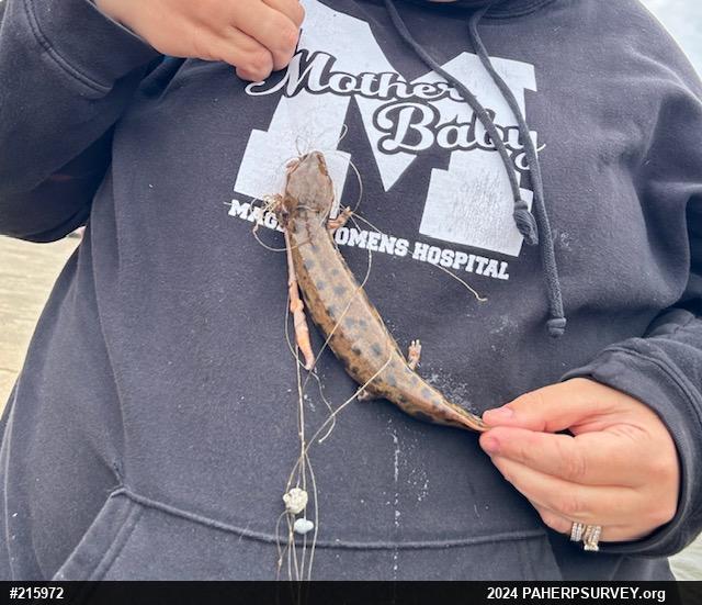 Common Mudpuppy
