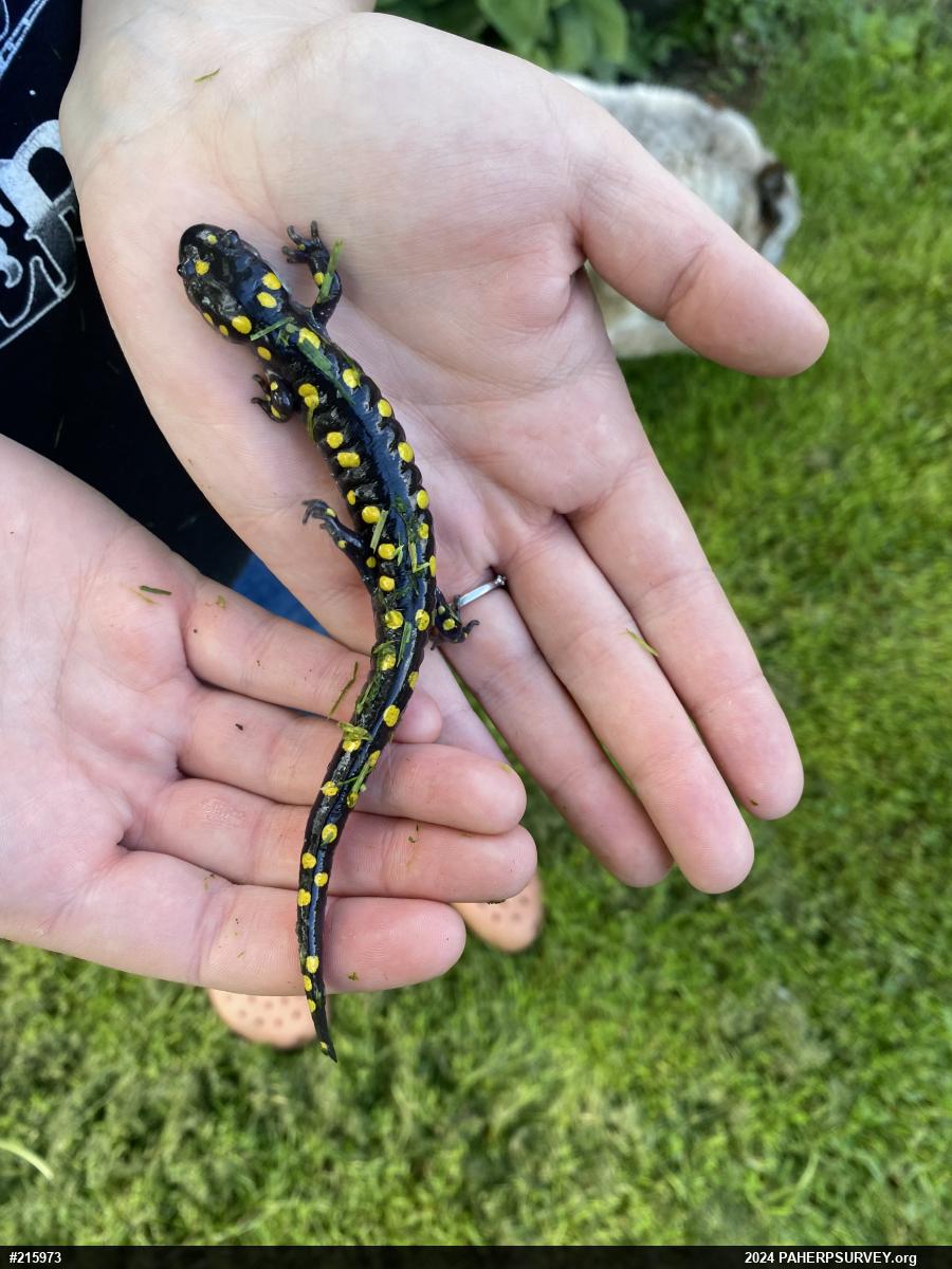 Spotted Salamander