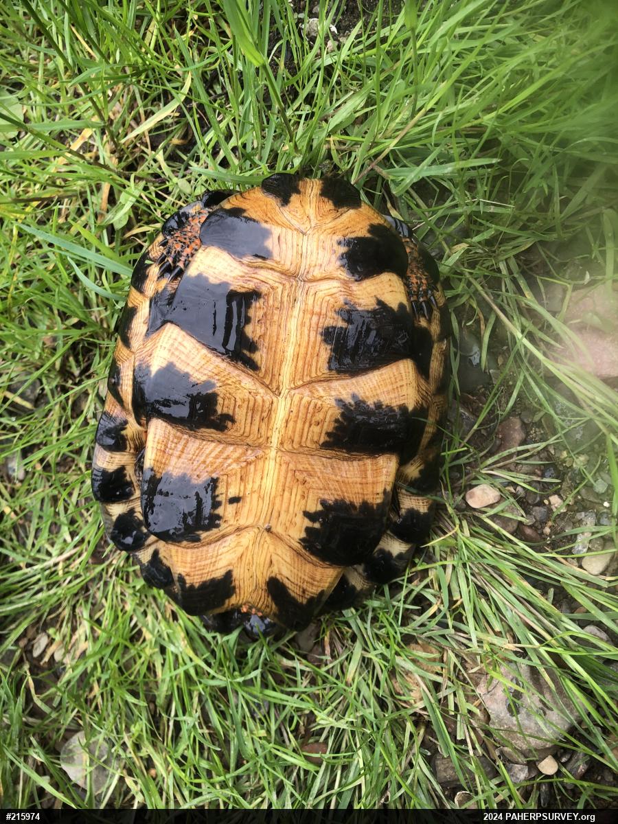 Wood Turtle