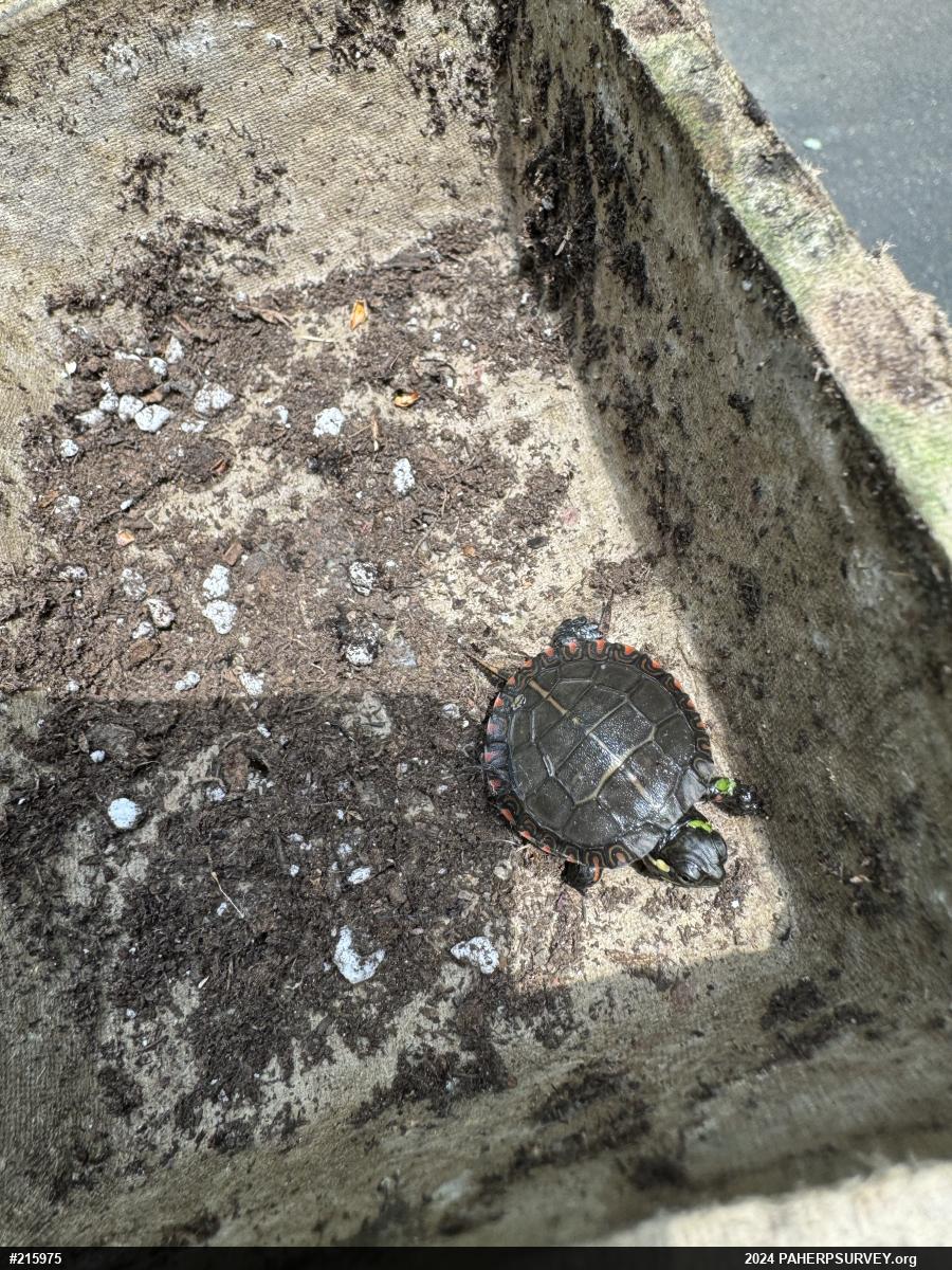 Eastern Painted Turtle