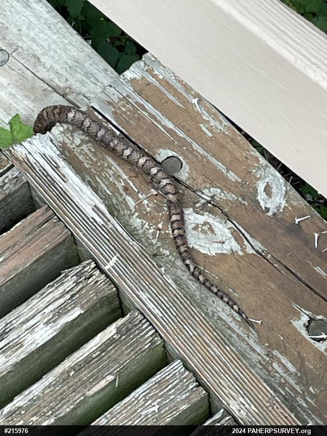 Eastern Milksnake