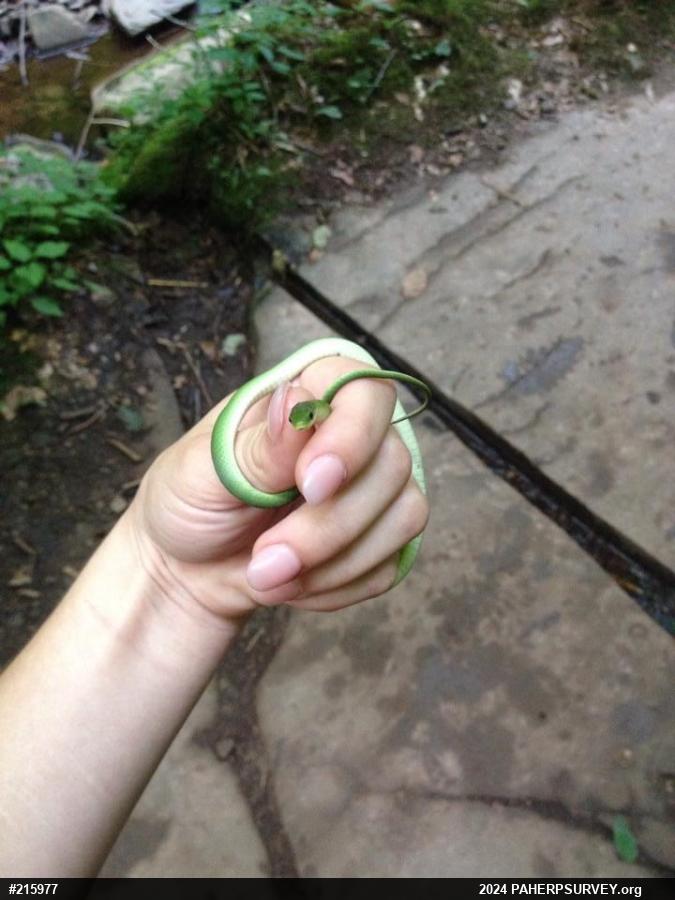 Smooth Greensnake