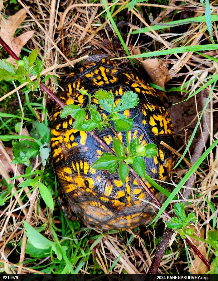 Eastern Box Turtle
