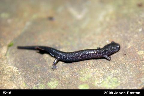 Northern Ravine Salamander