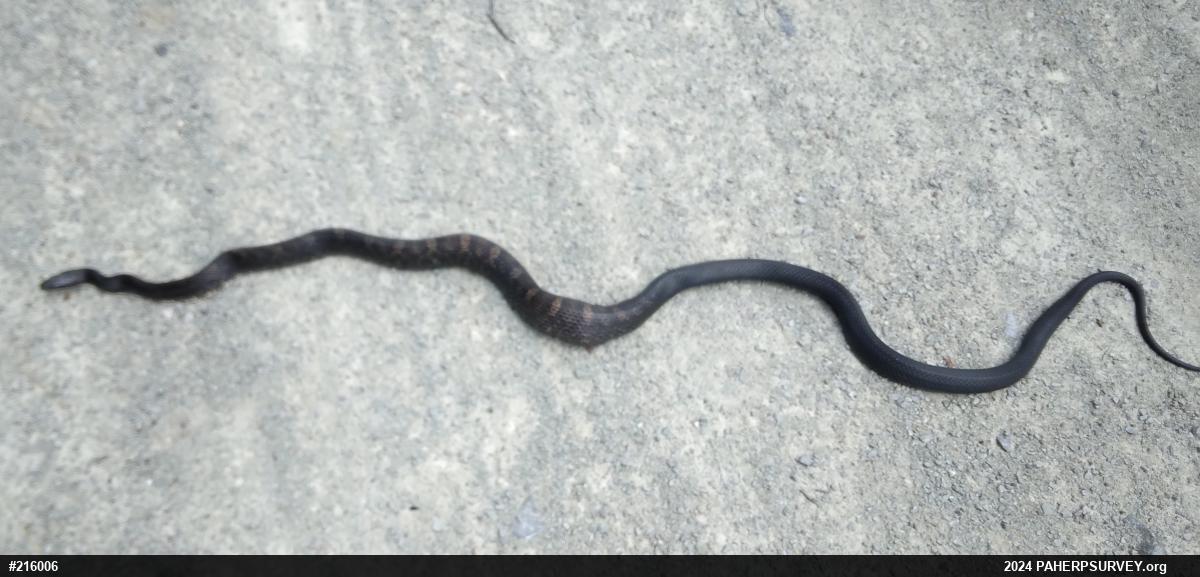 Eastern Ratsnake