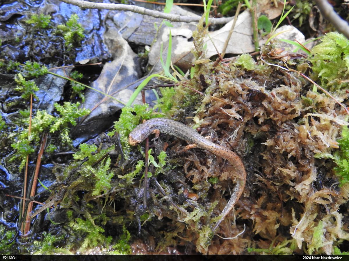 Four-toed Salamander