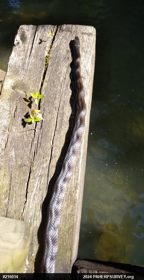 Eastern Ratsnake