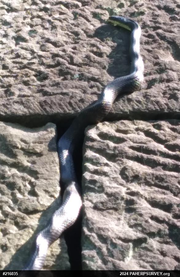 Eastern Ratsnake