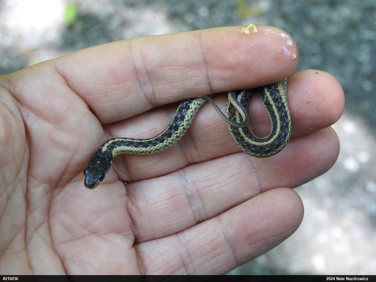 Eastern Gartersnake