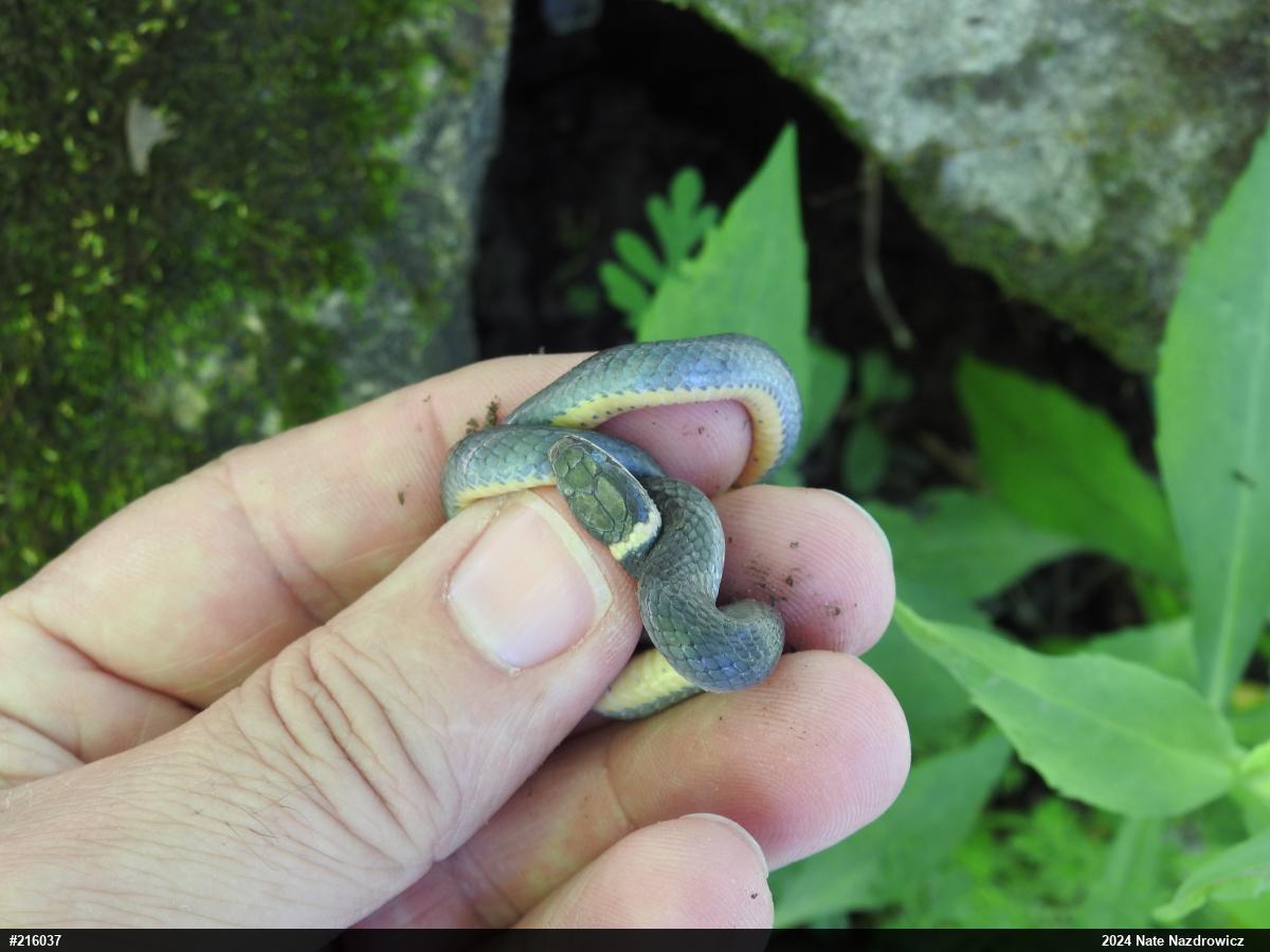 Northern Ring-necked Snake