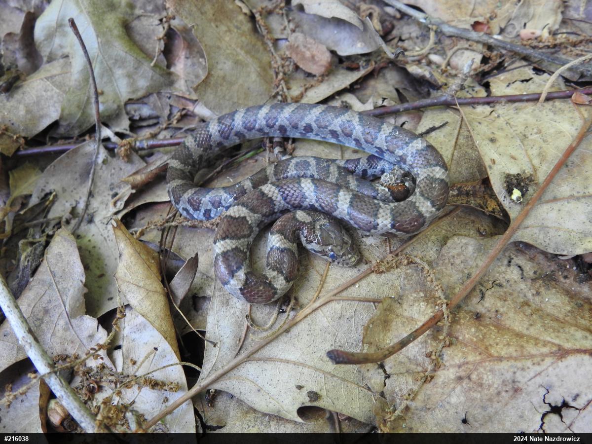 Eastern Milksnake