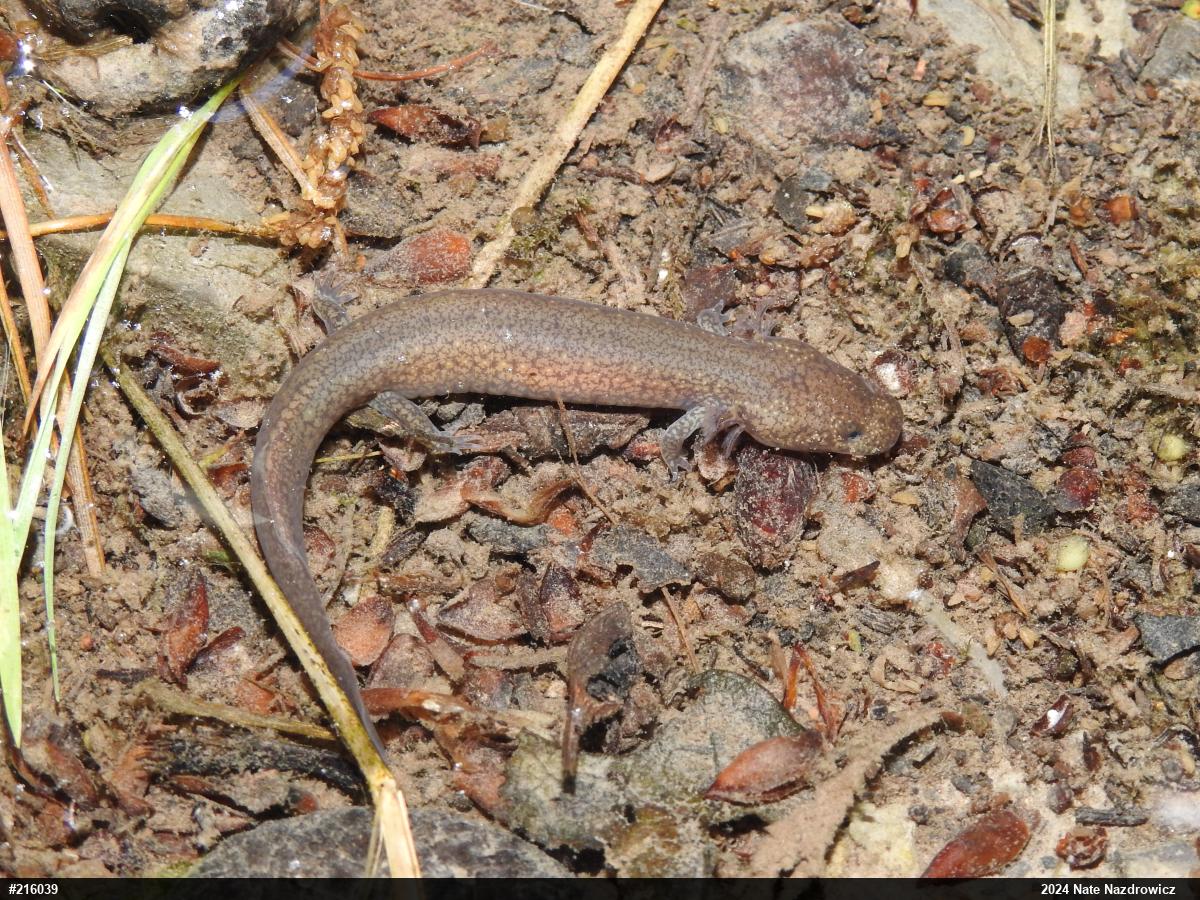 Northern Spring Salamander