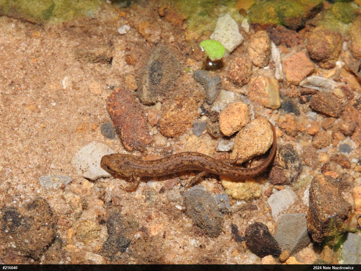 Northern Two-lined Salamander