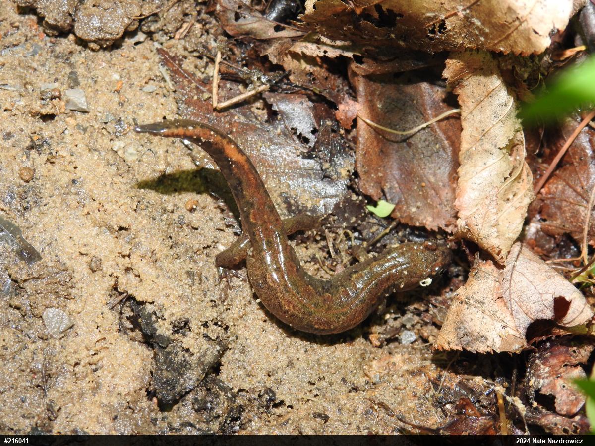 Northern Dusky Salamander
