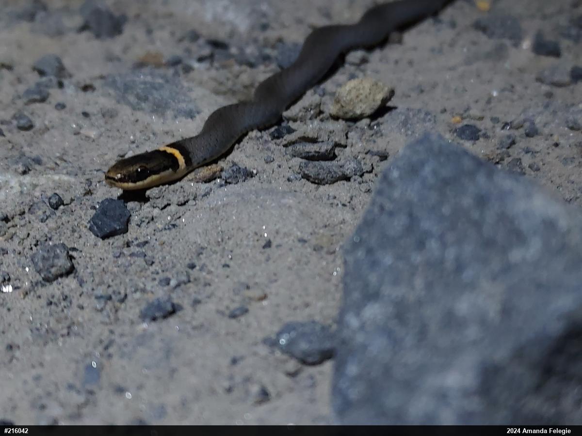 Northern Ring-necked Snake